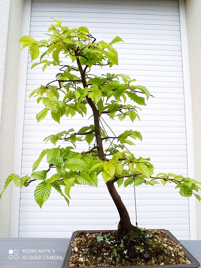 Photo du bonsai : 01052024