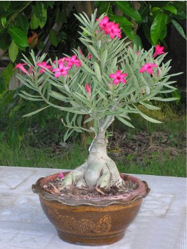 Rose du désert (Adenium obesum) : culture, entretien, rempotage