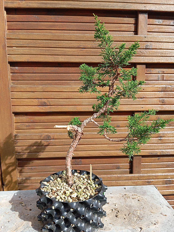 Photo du bonsai : genevier